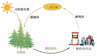 解读碳中和背景下生物质能源的三条技术路径